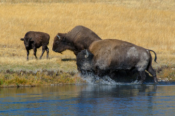 Bison Herd Crossing the Firehole River in Yellowstone National Park