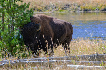Bison near Madison River in Yellowstone National Park
