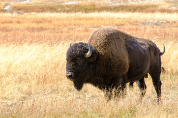 Bison in the Meadow of Fountain Flat Drive in Yellowstone