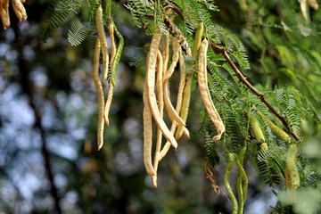 Prosopis Juliflora Pods, Karnataka.	