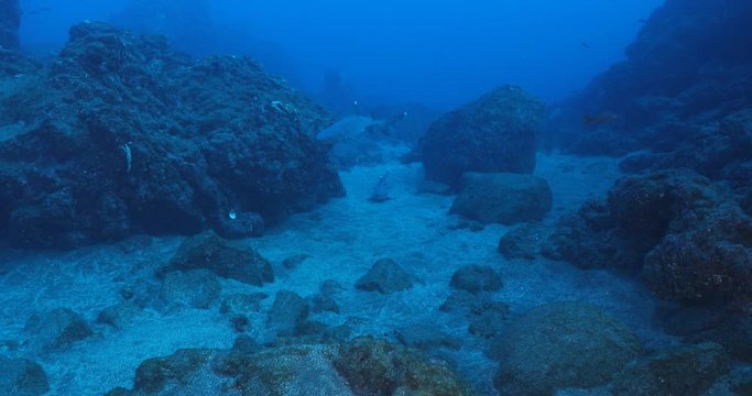White tipped reef sharks at roca partida, revillagigedo, Mexico.