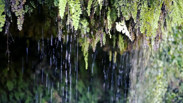 Frescor, agua. Vegetaci&oacute;n de r&iacute;o. 