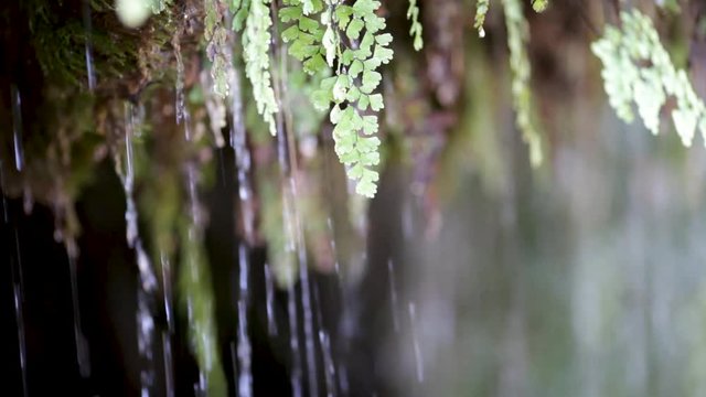 Frescor, agua. Vegetaci&oacute;n de r&iacute;o. 