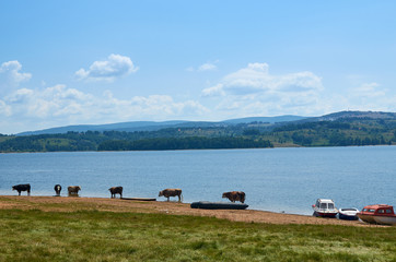 Herd of cows refreshing on a bank of a lake in summer
