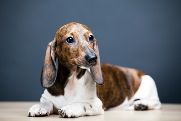 image of dog dark background 