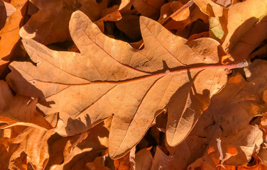 Naklejka na ściany i meble Close up view of a fallen leaf from an oak tree