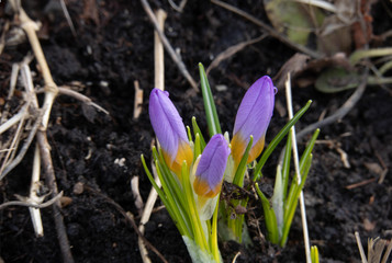 rocuses make their way through the thickness of last year's grass towards the sun
