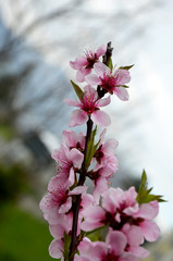 pink flowers in garden  flowering almond branch in spring
