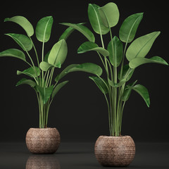 Fototapeta na wymiar tropical plants Strelitzia, banana palm in a pot 