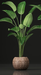 tropical plants Strelitzia, banana palm in a pot 