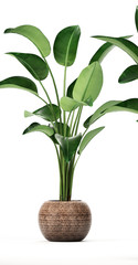 Fototapeta na wymiar tropical plants Strelitzia, banana palm in a pot on white background 