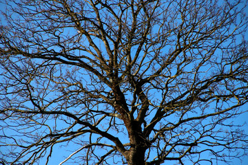 Trees in an urban environment