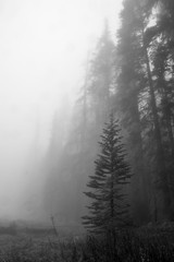 Fototapeta na wymiar Forest in the fog. Misty view