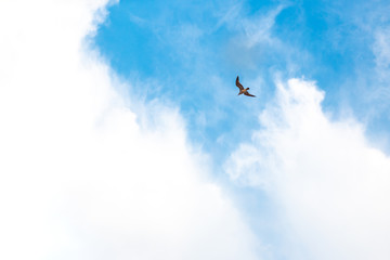 bird flies in the blue sky with clouds