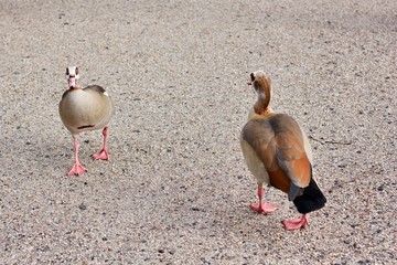 City animals stroll to the Hague, February 2020
