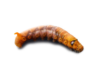 worm on white background