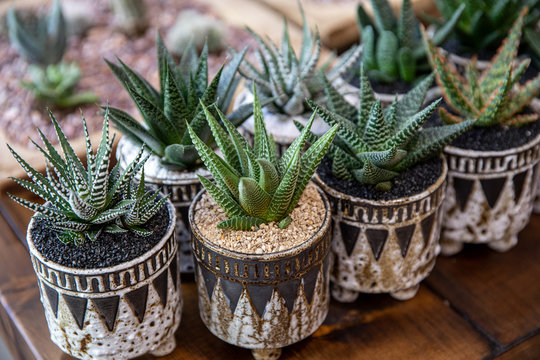 Small succulent plants Haworthia Attenuata member of the subfamily Asphodeloideae potted on the wooden table at the greek garden shop in early spring time.