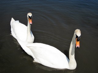 Two mute swans on the calm water of a lake