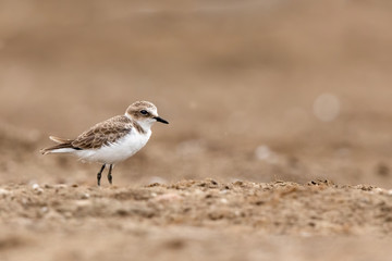 Kentish Plover with a beige background