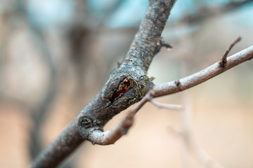 Naklejka na ściany i meble Close up of a tree branch in spring