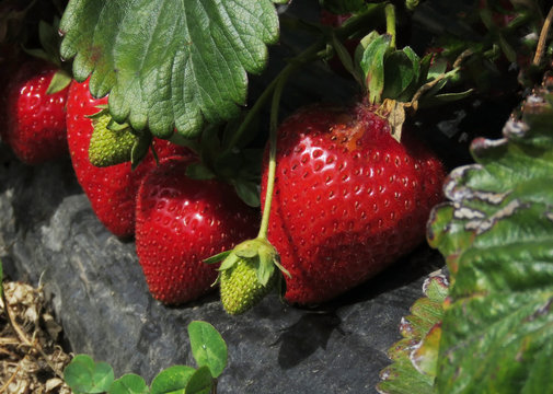 frutillas rojas sin cosechar. Tentaci&oacute;n