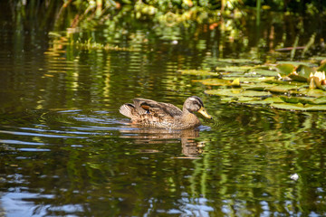 Wild mallard duck swimming on still water