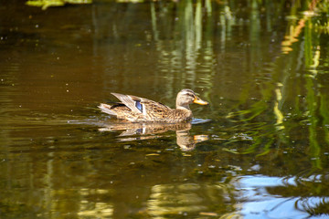 Wild mallard duck swimming on still water