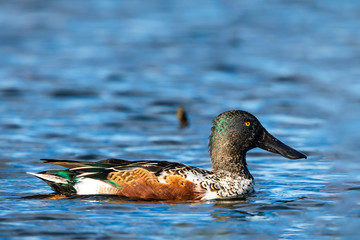Northern Shoveler swimming in a pond