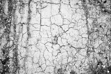 Cracks on a clay soil