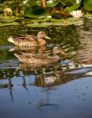 Pair of wild mallard ducks swimming on still water