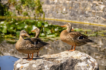 Fototapeta premium Three wild mallard ducks standing on a rock