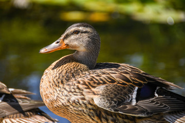 Obraz premium Close up of a wild mallard duck