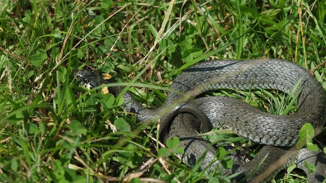 Grass snake (Natrix natrix) warming in the sun