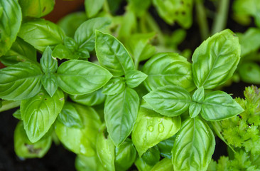 Close up of fresh basil herb growing in a garden
