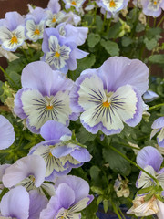 Close up view of lilac and white pansies in a garden