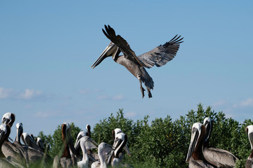 Adult pelican landing on ground with open blue sky in background