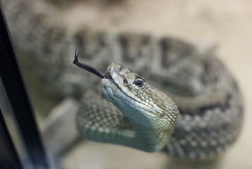 Snake with black tongue in terrarium close shot