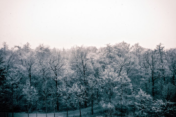 A forest on a snowy winter day in Germany