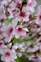 pink flowers  beautiful flowering almonds in the garden