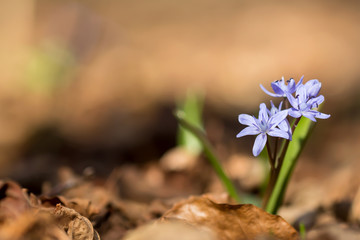 Alpine squill or two leaf squill, early spring purple flower growing from an underground bulb with...