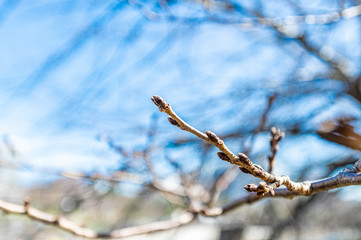 中目黒の桜のつぼみ