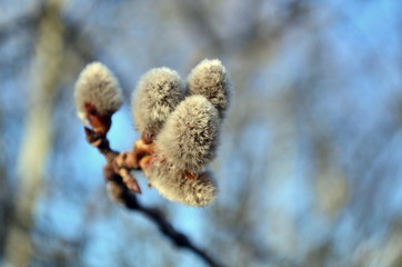 Flowering aspen branch, in the spring