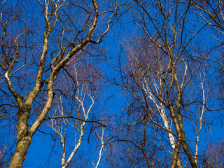 Bare winter branches of silver birch trees, Beutla pendula, catching sunlight with a clear blue sky background