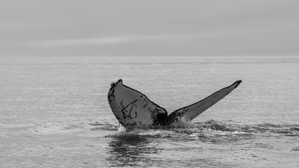 Fototapeta premium Sequence of a Humpback Whale's Fluke Slap