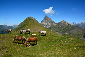 Caballos ante el Midi - 2