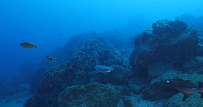 White tipped reef sharks at roca partida, revillagigedo, Mexico.