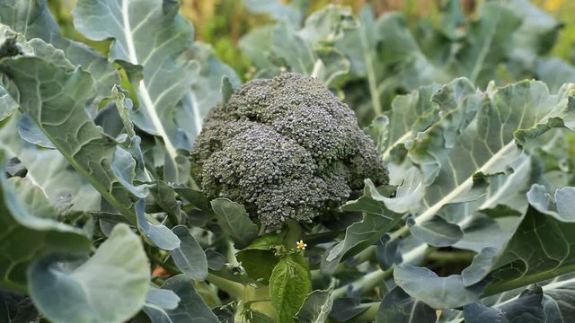 Broccoli grows in organic garden, close up, shallow DOF
