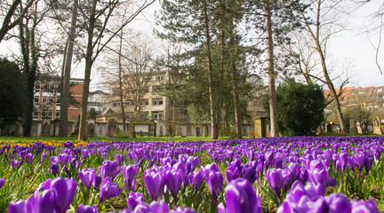 Frühling in Freiburg im Breisgau