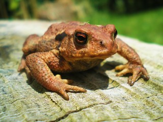 The common toad, European toad, or in Anglophone parts of Europe, simply the toad (Bufo bufo, from Latin bufo 
