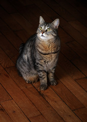 Cat sitting on wooden rustic floor in dark room, illuminated by one directional light looking up